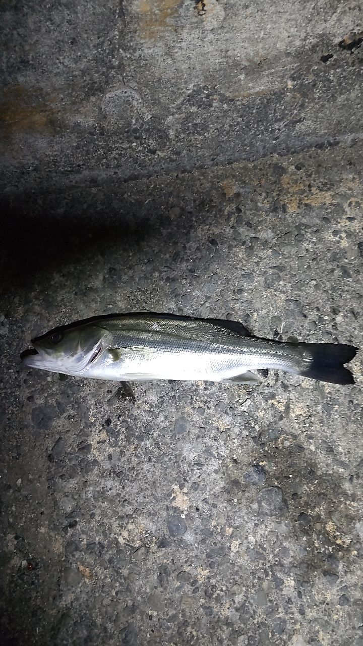 セイゴ（ヒラスズキ）