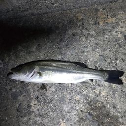 セイゴ（ヒラスズキ）