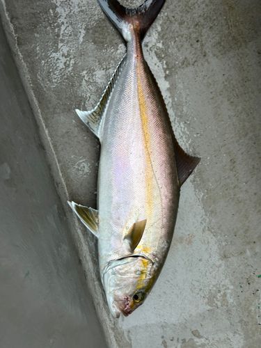 カンパチの釣果