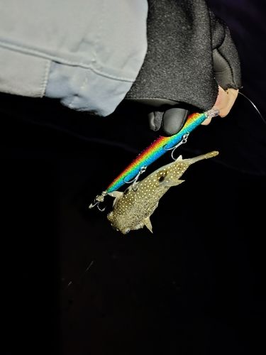 クサフグの釣果