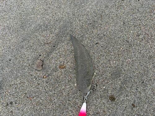 シタビラメの釣果