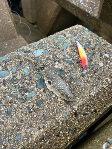 クサフグの釣果