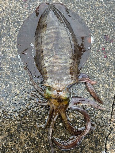 アオリイカの釣果