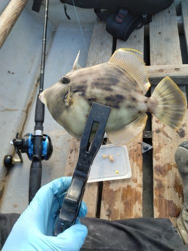 カワハギの釣果