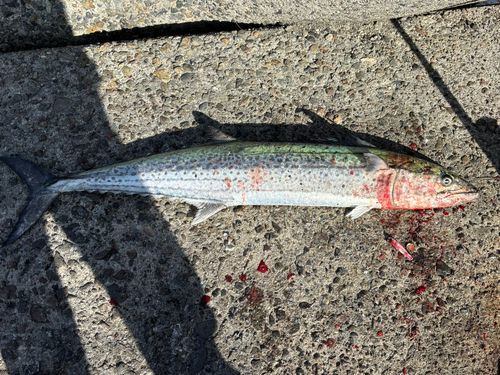 サワラの釣果