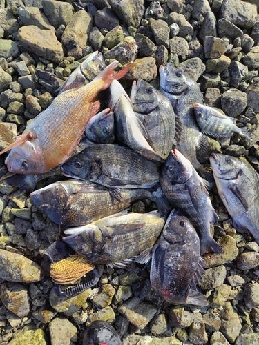 チヌの釣果