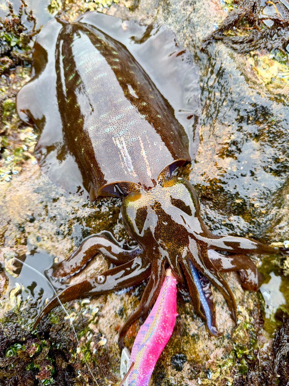 YAMAGA Blanks カリスタ TZ ナノの最安値・インプレ・釣果 | 本音の
