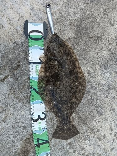 ヒラメの釣果