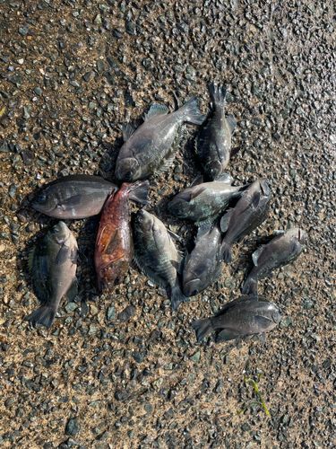 グレの釣果