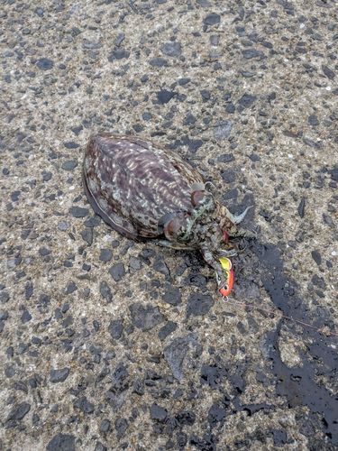 コウイカの釣果