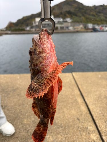 オニカサゴの釣果