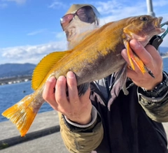 アイナメの釣果