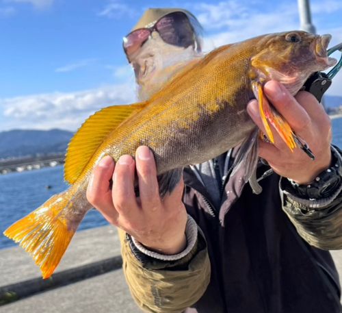 アイナメの釣果