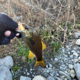 スモールマウスバス