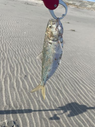 コノシロの釣果