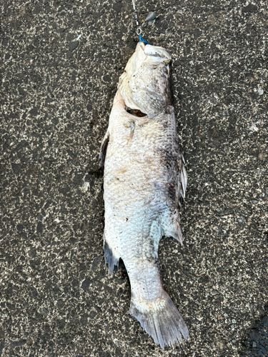 草柳園フィッシングセンター