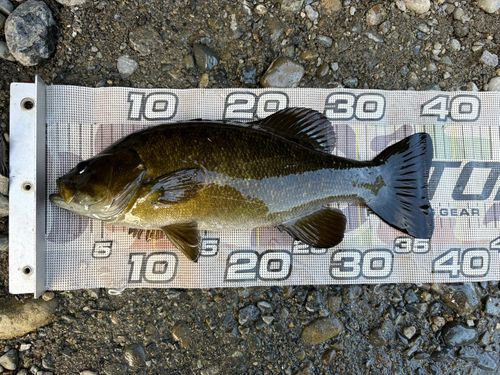 スモールマウスバスの釣果