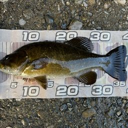 スモールマウスバス