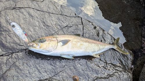 ヒラマサの釣果
