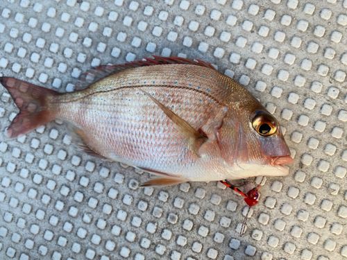 チャリコの釣果