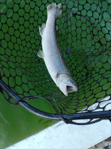 ニジマスの釣果