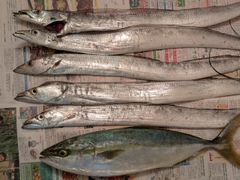 タチウオの釣果