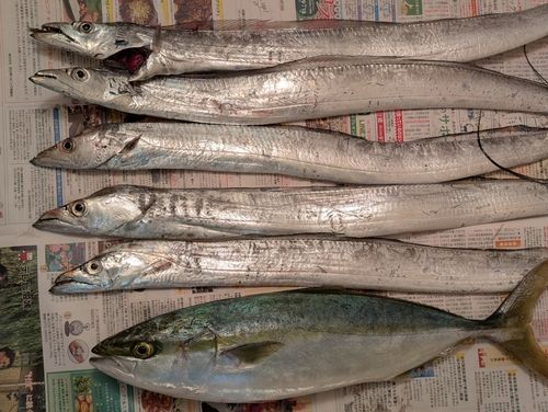 タチウオの釣果