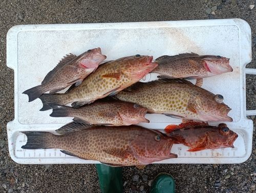 オオモンハタの釣果