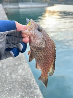 オオモンハタの釣果