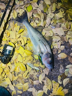 セイゴ（マルスズキ）の釣果