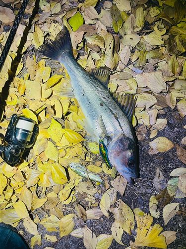 セイゴ（マルスズキ）の釣果