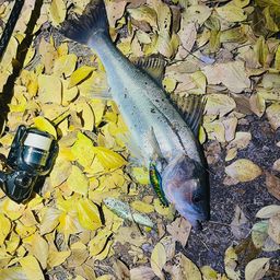 セイゴ（マルスズキ）