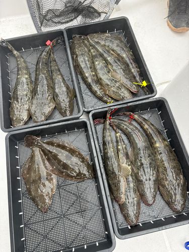 マゴチの釣果