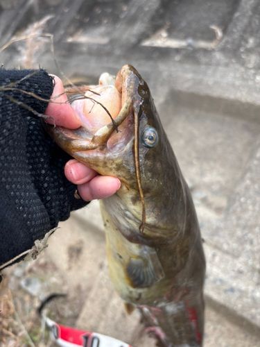 マナマズの釣果