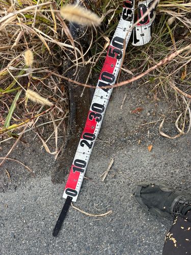 マナマズの釣果