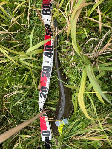 マナマズの釣果