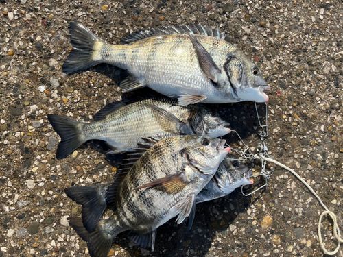 千葉港中央埠頭