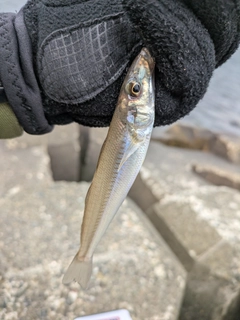 シロギスの釣果