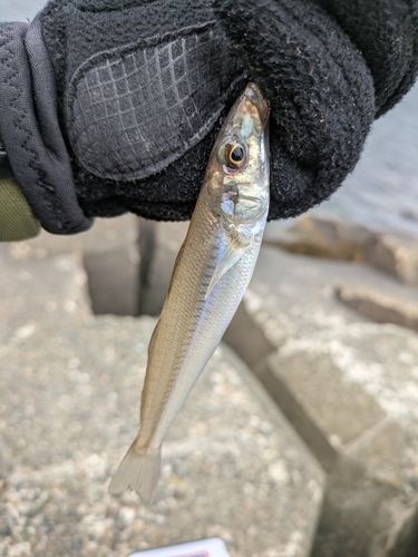 シロギスの釣果