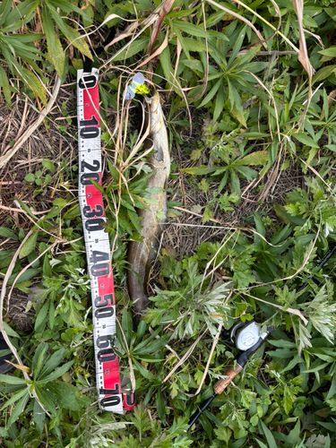 マナマズの釣果