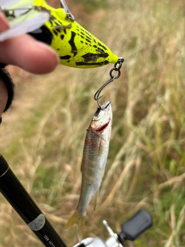 オイカワの釣果