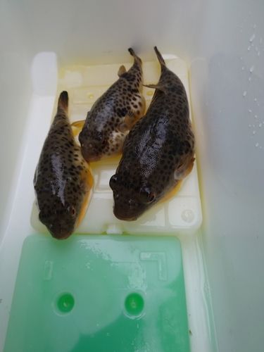 アカメフグの釣果