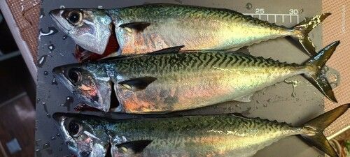 サバの釣果