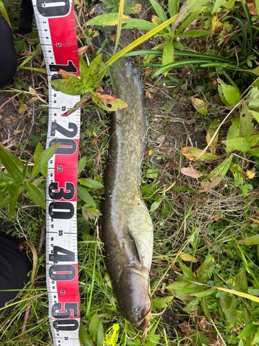 マナマズの釣果