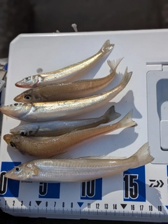 シロギスの釣果