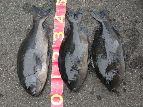 クチブトグレの釣果