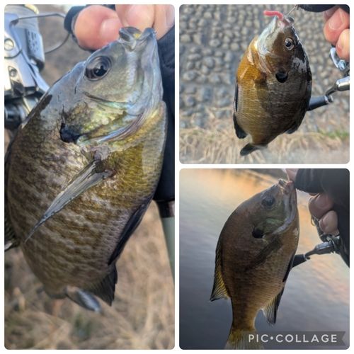 ブルーギルの釣果