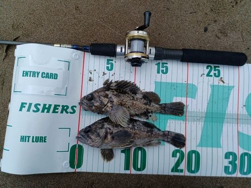 クロソイの釣果