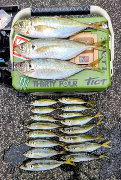 アジの釣果