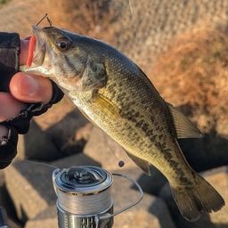 ラージマウスバス